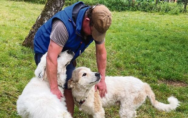 Isard und Hugo sind schon älter. Deshalbbewachen sie die Schafherde in Chandosselund gehen nicht mehr auf die Alp.