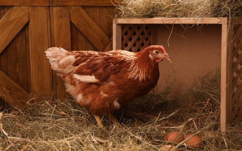 Auch Hühner aus Freilandhaltung müssen bis sicherlich Ende April im Stall bleiben. 