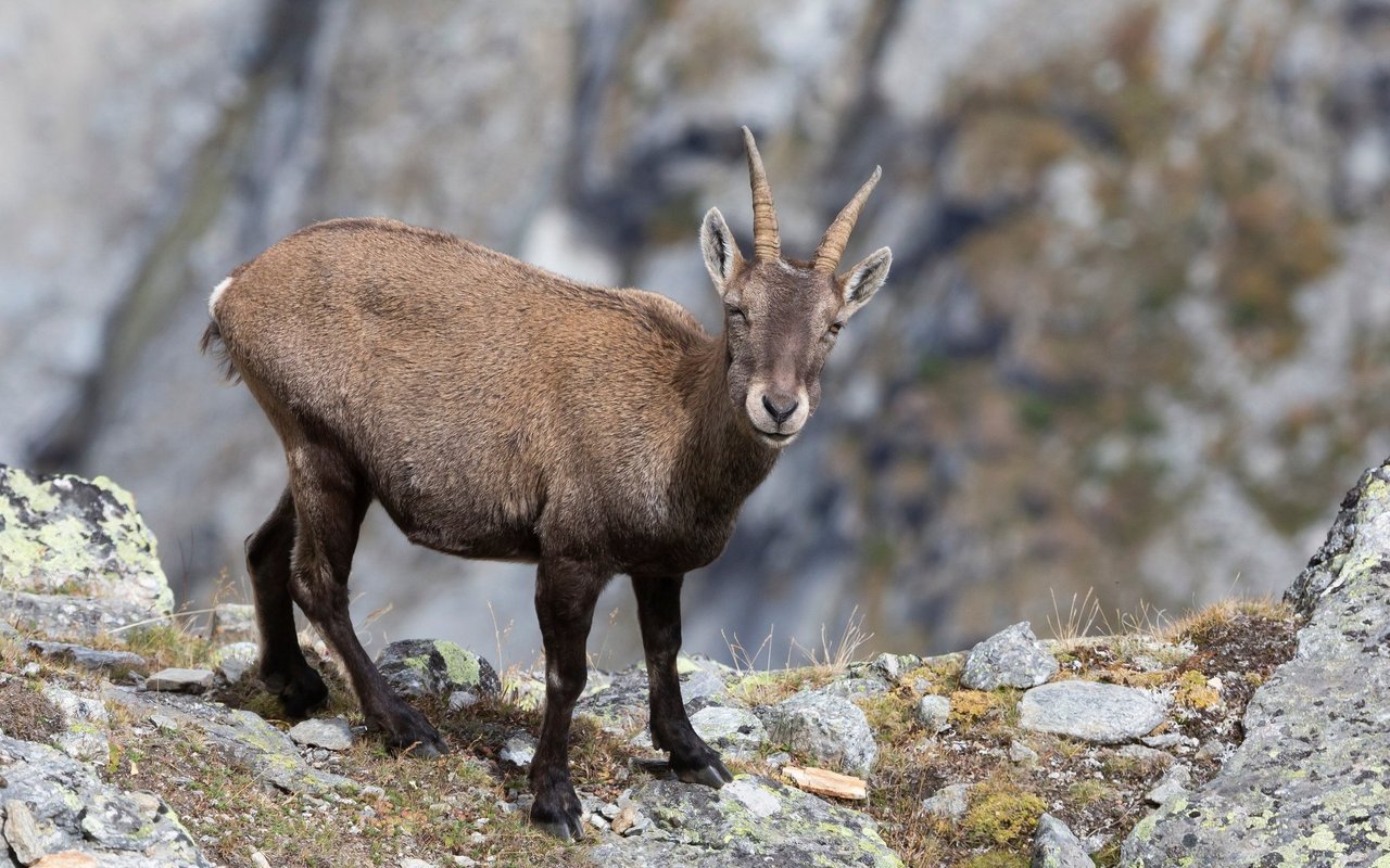 Ein weiblicher Steinbock wird Steingeiss genannt.