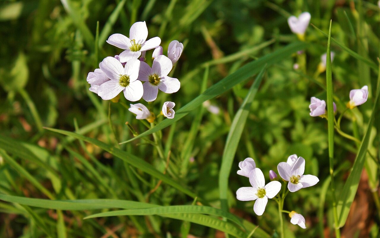 Wiesenschaumkraut