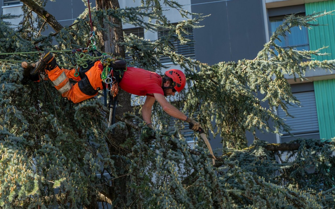 Baumpflegespezialisten sollten schwindelfrei sein, um in den Baumkronen ihre Arbeit verrichten zu können.