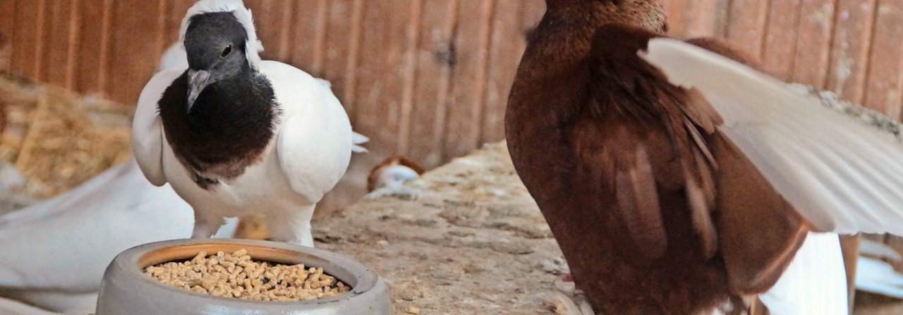 Tauben, die Pelletfutter bekommen, haben gar nicht die Möglichkeit, wählerisch zu sein.