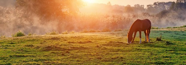 Pferde auf Weide im Sonnenuntergang