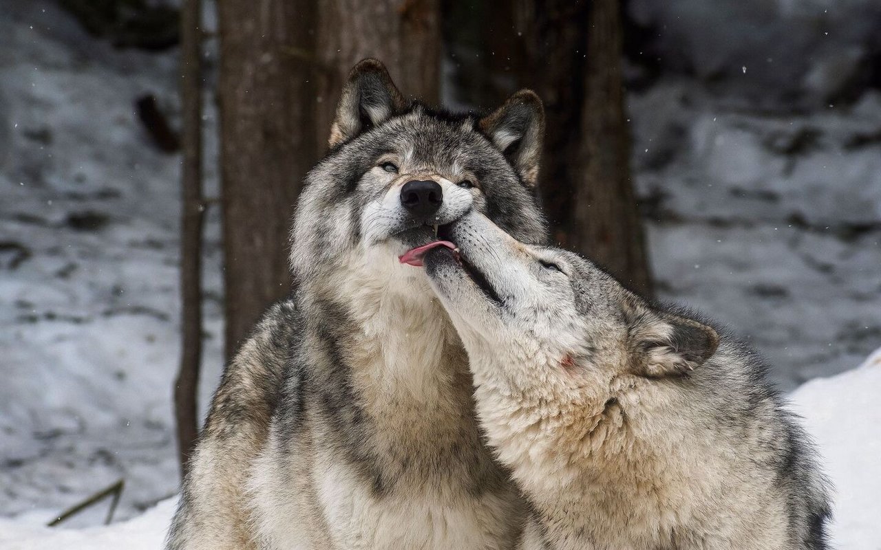 Kaum eine Familienbande ist so stark, wie die des Wolfes. Die Eltern etwa bleiben ein Leben lang zusammen.