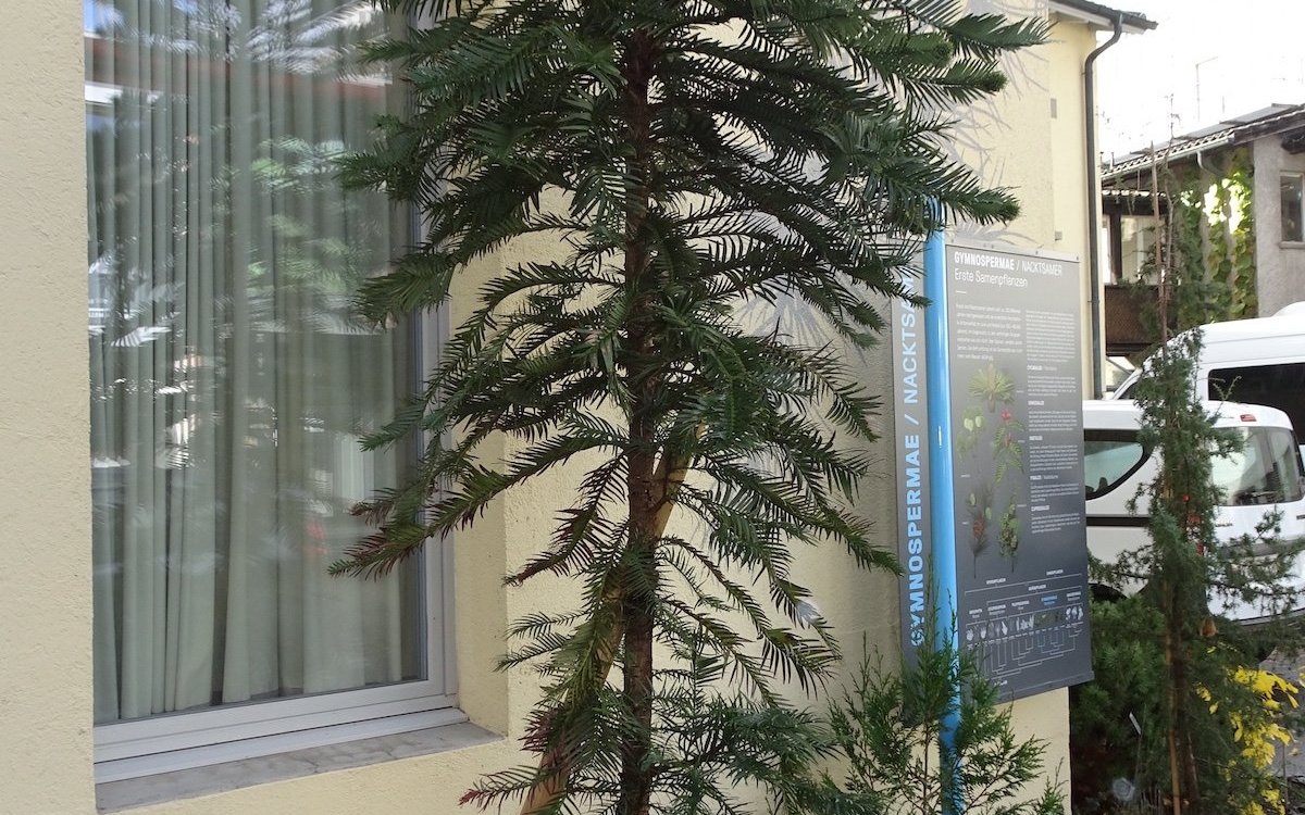 Die Wollemie ist ein entwicklungsgeschichtlich sehr alter Baum, der überlebt hat und auch im Botanischen Garten Bern entlang eines Gebäudes gedeiht. 
