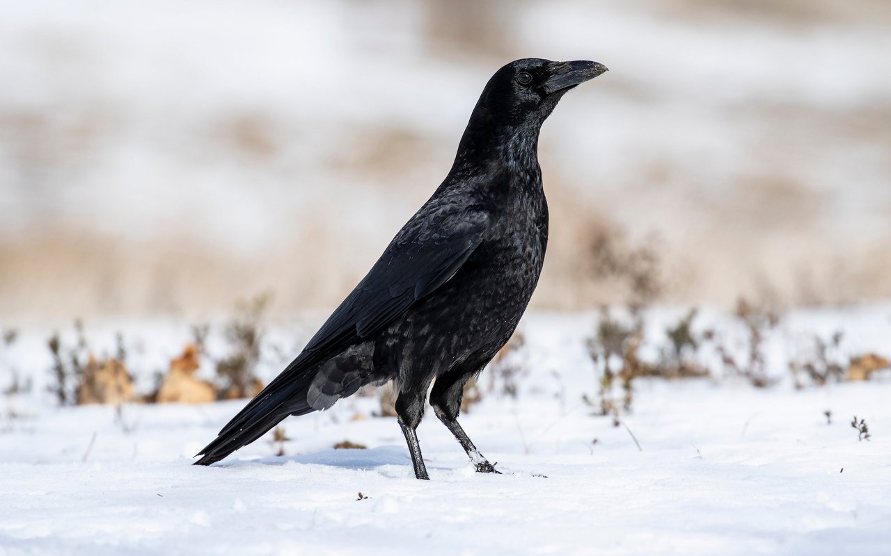 Die Rabenkrähe belegte 2023 den Platz zwei der häufigsten Wintervögel.