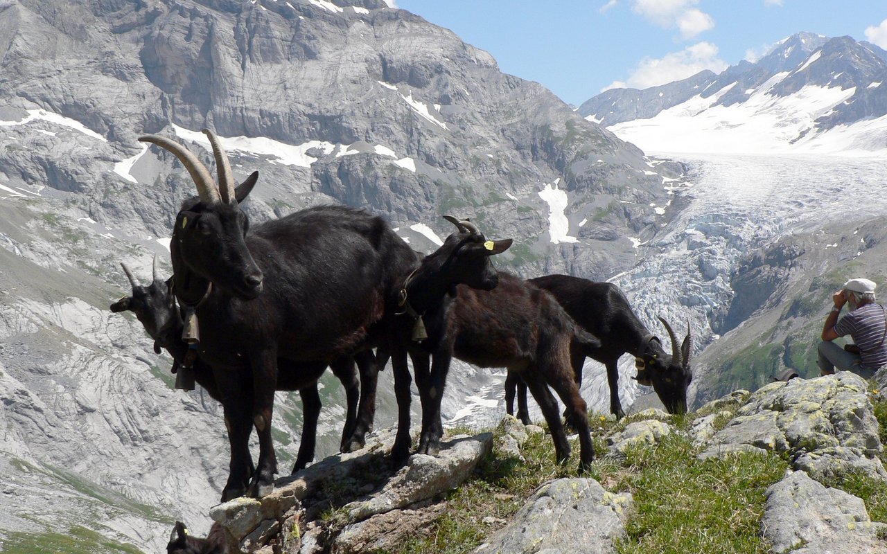 Die robuste Nera Verzasca fühlt sich im Sommer in den Bergen am wohlsten. 