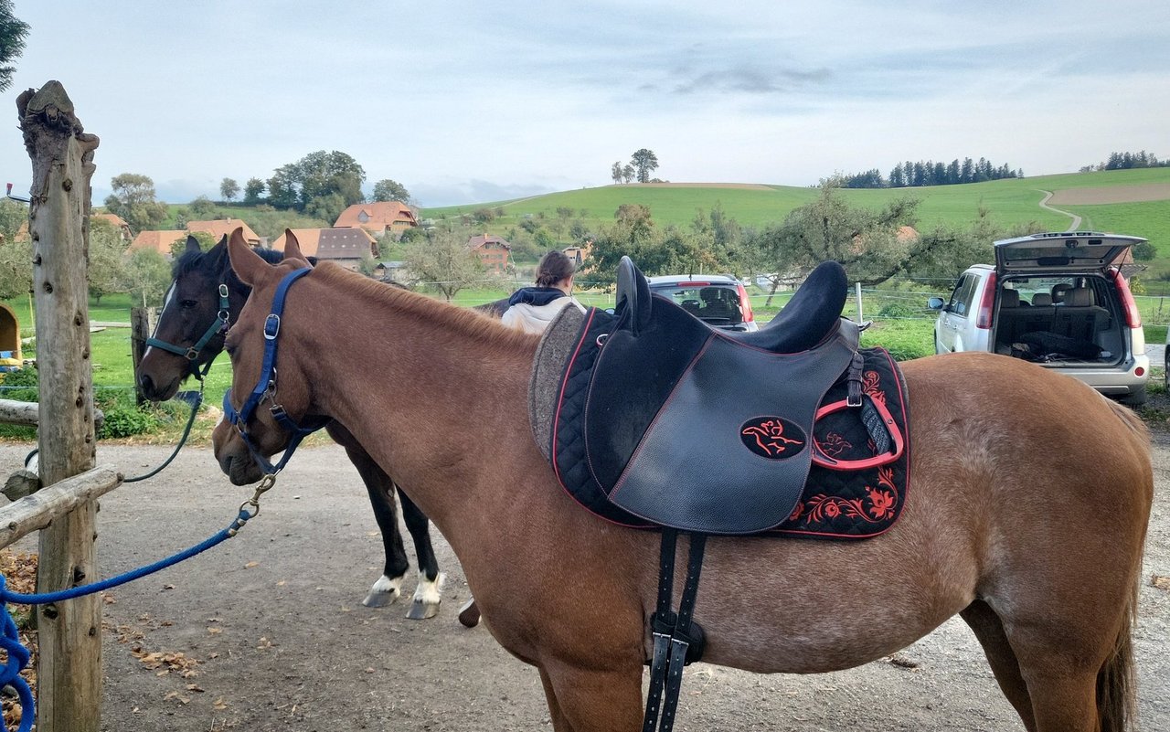 Für diesen Reitsport werden speziell angefertigte Bogensättel genutzt.