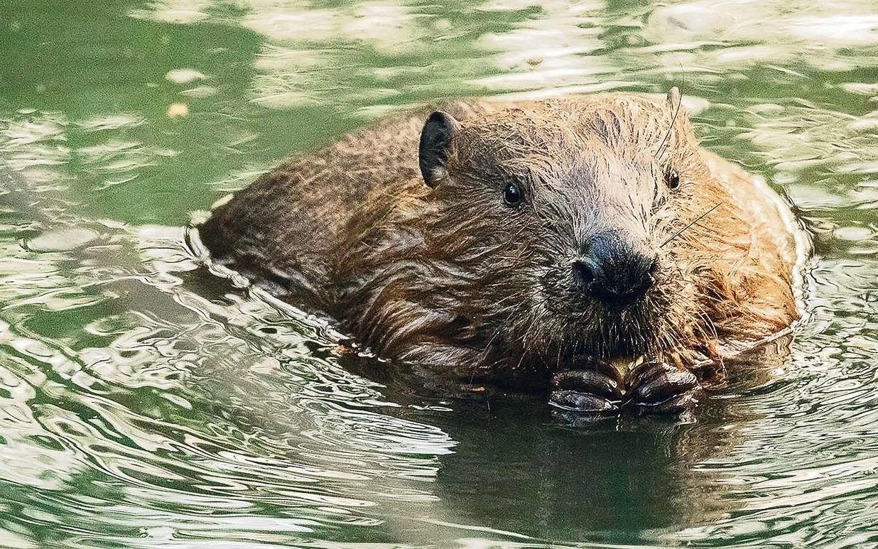 Dieser Biber aus der Reinacherheide in Baselland fühlt sich sichtlich wohl. 