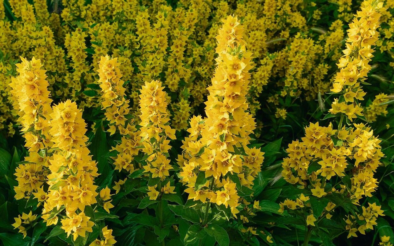 Gilbweidrich
