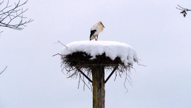 Storch auf Horst im Schnee im Zoo Zürich