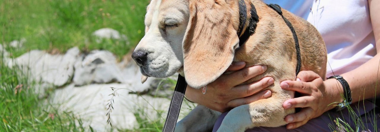 Alte Hunde sollten nicht überfordert werden.