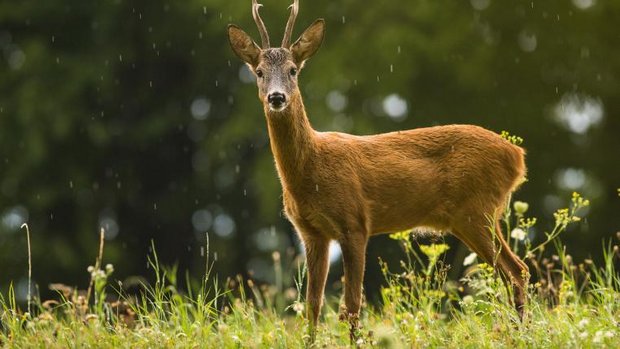 Reh auf Wiese im Regen