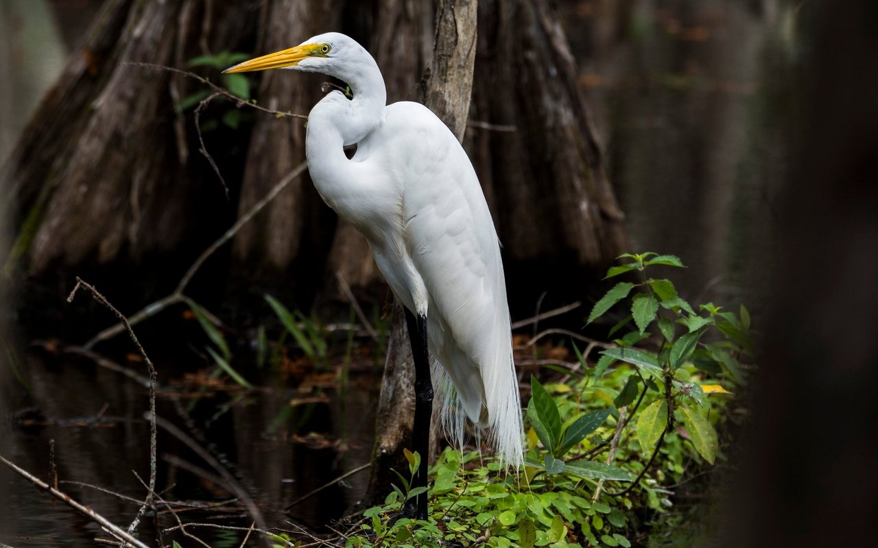 Florida ist ein Paradies für Vogelfans.