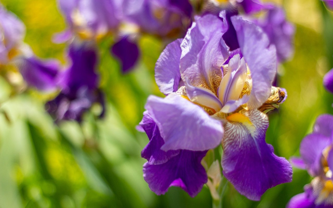 Deutsche Schwertlilie (iris germanica)