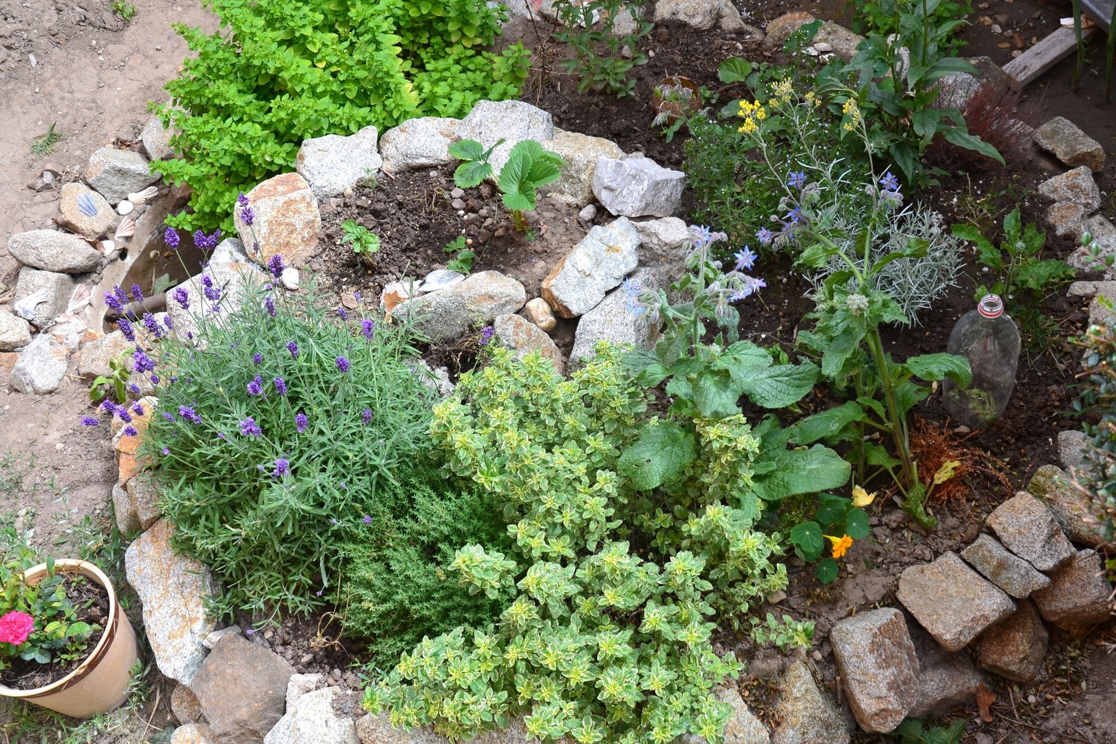 Mit diesen Expertentipps gelingt der eigene Kräutergarten tierwelt.ch