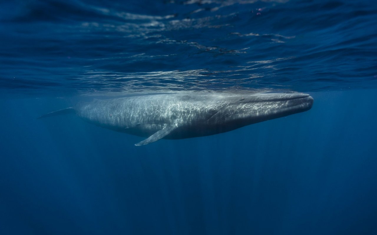 Mit einer Körperlänge von bis zu 33 Metern und einer Körpermasse von bis zu 200 Tonnen ist der Blauwal eines der grössten und das schwerste bekannte Tier der Erdgeschichte.