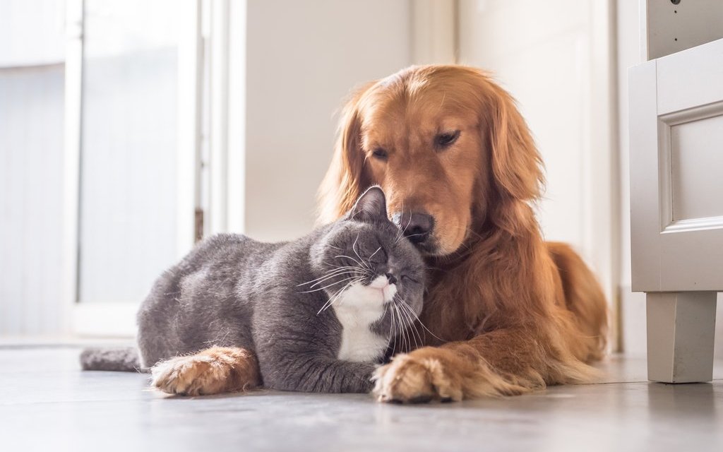 Katzen und Hunde sind nicht überall erlaubt. 