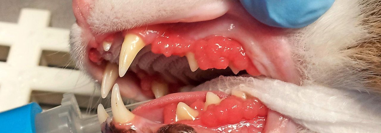 Die radikalste Lösung bei Gingivostomatitis ist die Extraktion der Zähne.