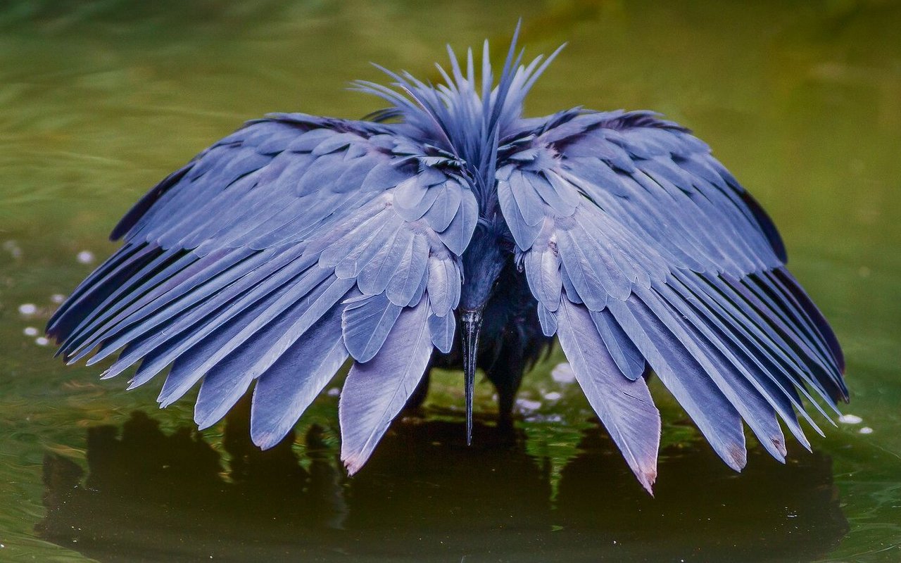 Ein Glockenreiher fischt beim Lake Manyara. 