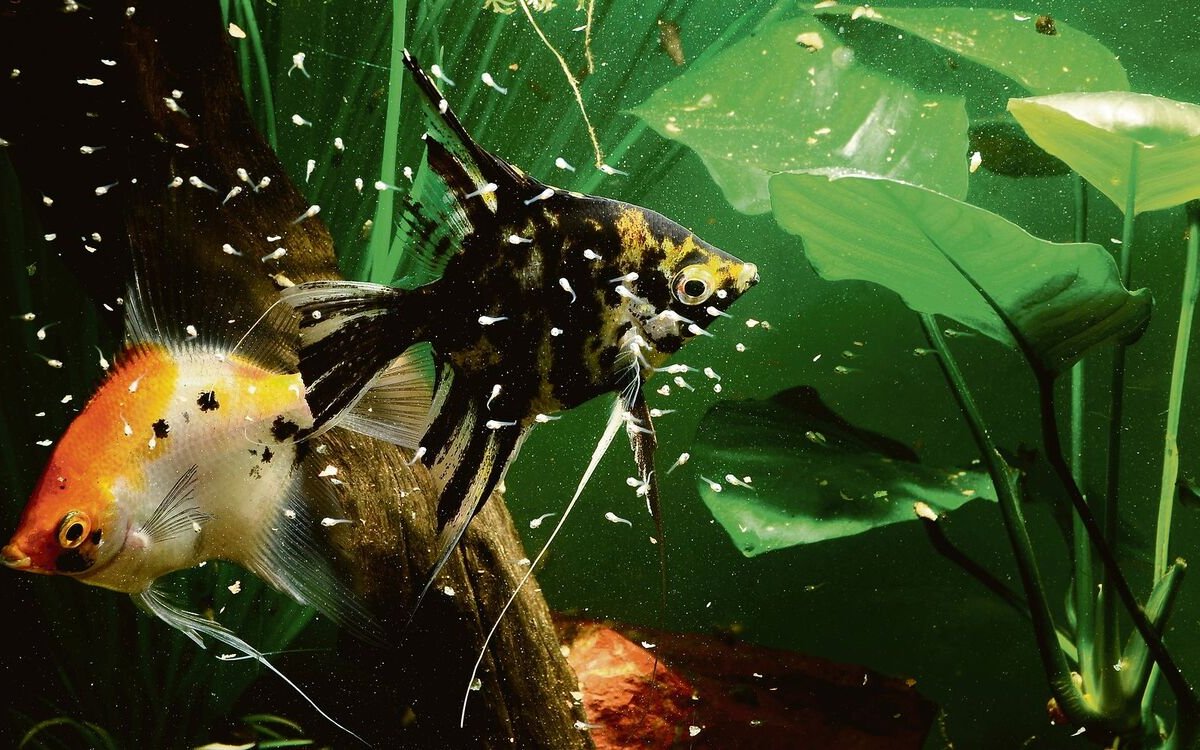 Dieses Skalarenpaar betreut die Jungschar, die um die beiden herum schwimmt. Beim Elternpaar handelt es sich um Farb- und Zuchtformen, wie sie heute häufig im Zoofachhandel zu finden sind. 