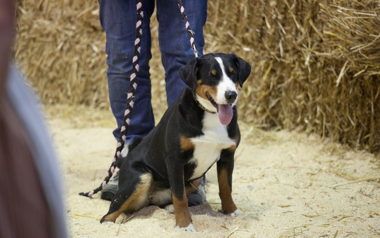 Charakteristisch für den Appenzeller Sennenhund sind seine Posthörnchen-Rute und seine Blässe