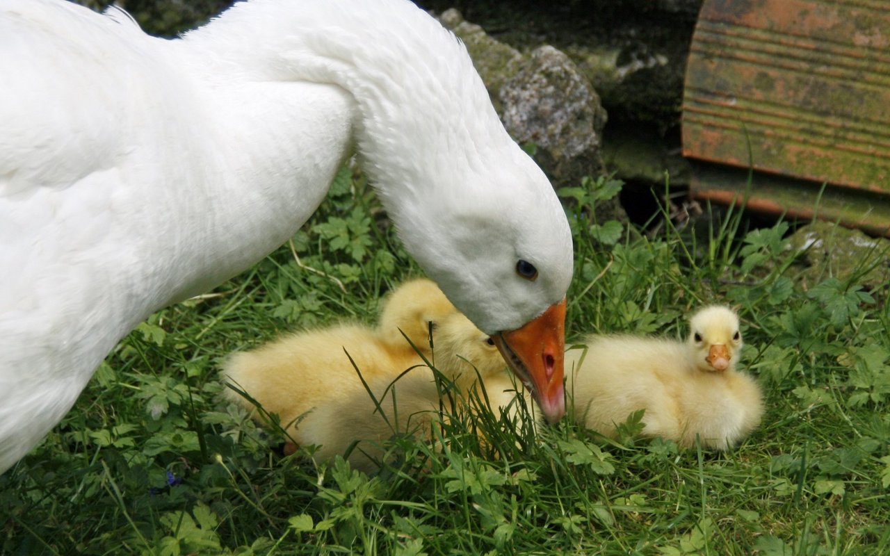 Eine Gans mit Küken. 