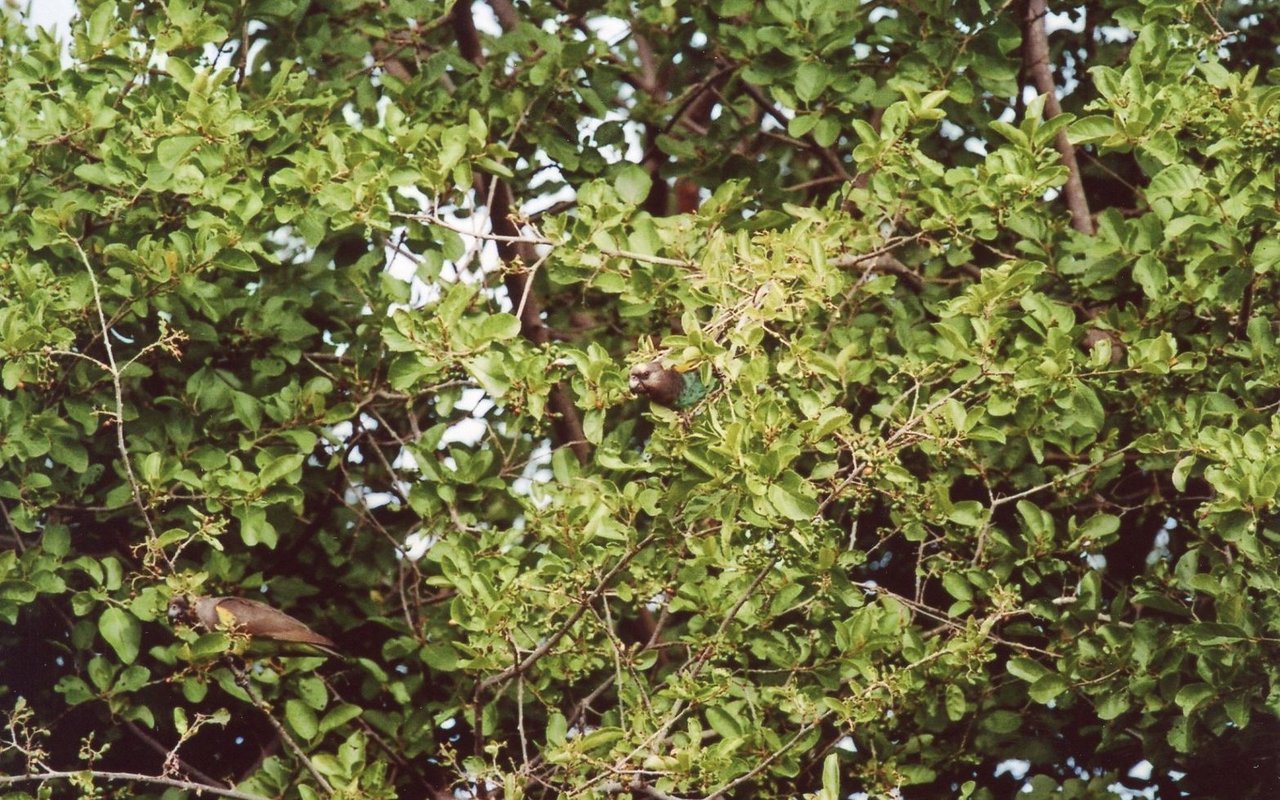 Zwei gut getarnte Meyerspapageien in einem Sandpapierbaum im Tarangire-Nationalpark, Tansania. 