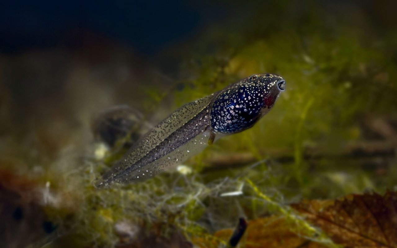 Von der Kaulquappe...