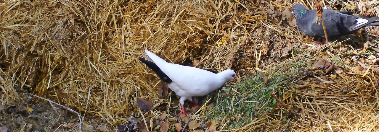 Der Miststock lockt dank seiner salzhaltigen Gülle frei fliegende Tauben an.