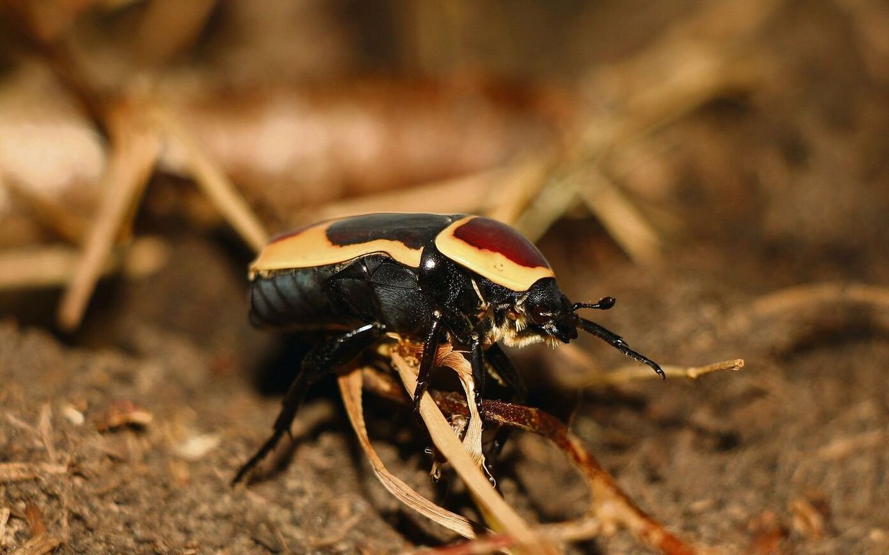 Ein Kongo-Rosenkäfer geht krabbelnd seines Wegs. 