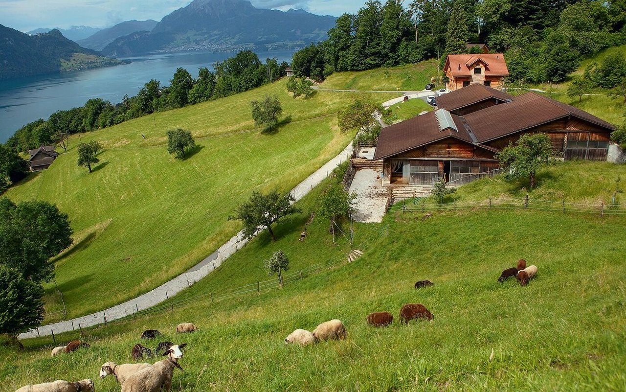 Walliser Landschafe, Saaser Mutten, Bündner Oberländer Schafe und Engadinerschafe leben auf dem Projekthof.