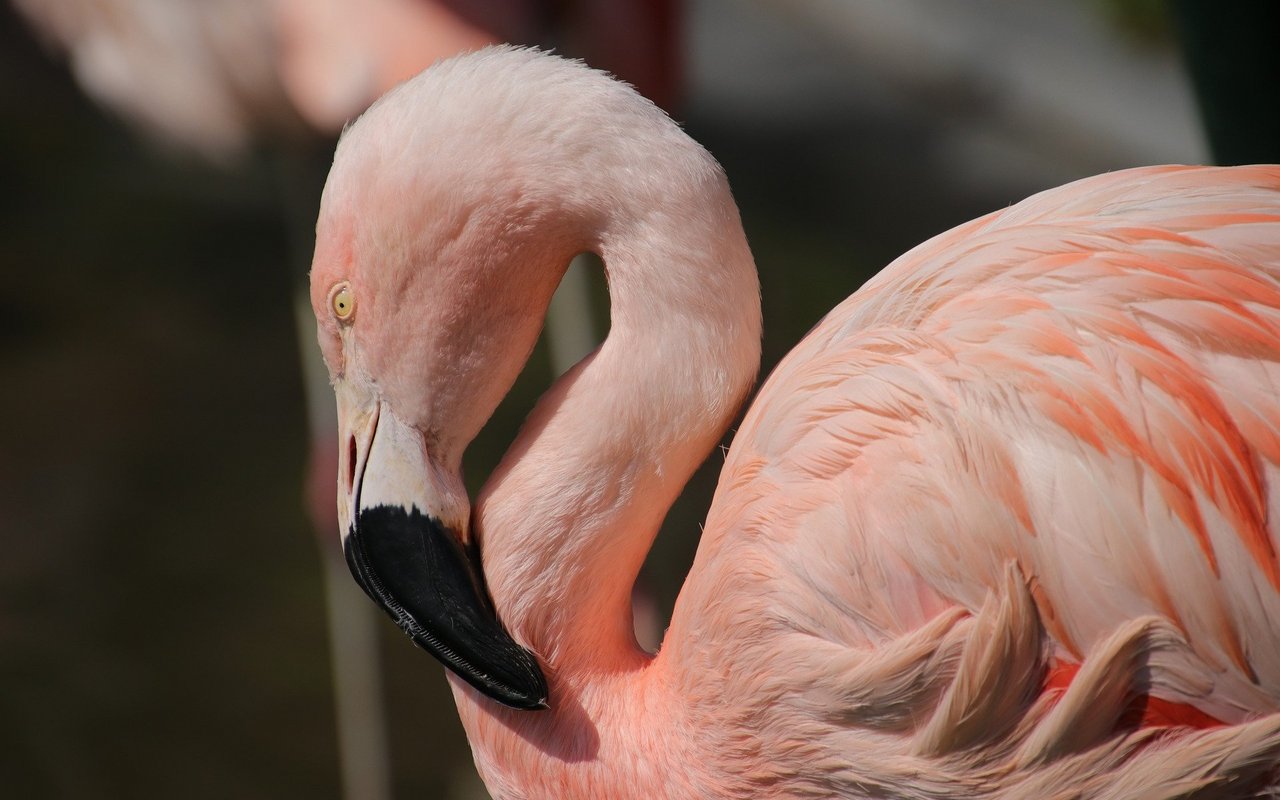 Unteranderem wurde die Haltung von Flamingos kritisiert.
