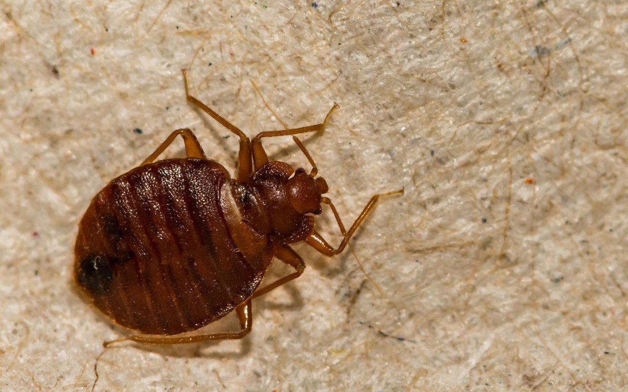 Bettwanzen:Lange Zeit war die Bettwanze in der Schweiz verschwunden. Dann entwickelte sie Resistenzen und kehrte zurück. Seit etwa zehn Jahren floriert der Schädling wieder: Die nachtaktiven Insekten nisten sich in unseren Matratzen ein und stechen uns nachts. Krankheiten übertragen sie zwar nicht, ihre Bisse können aber Juckreiz auslösen.