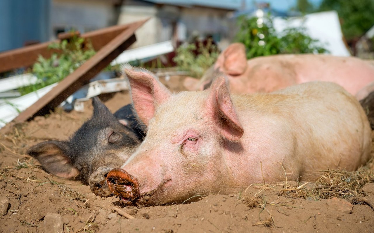 Als Schwein wurde schon viele Menschen bezeichnet. 