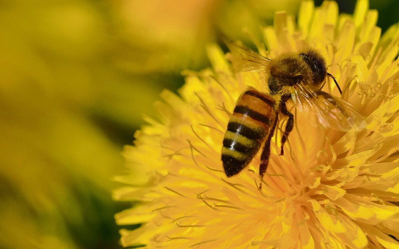 Der Löwenzahn: ein Festessen für hungrige Bienen. 