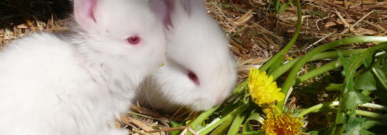 Keine Angst vor Grünfutter. Es ist die natürliche Nahrung für Kaninchen und enthält stärkende Wirkstoffe.