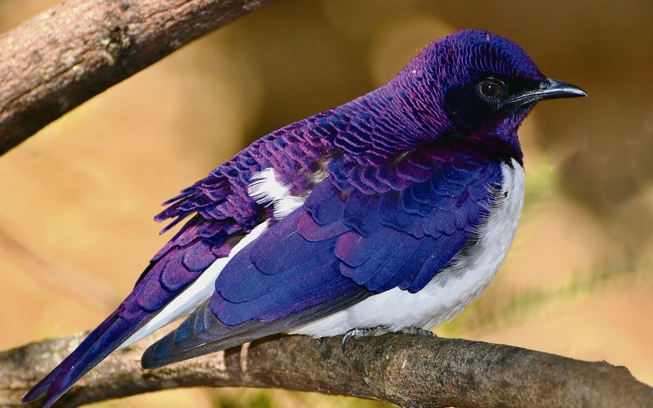 Das Gefieder von Amethystglanzstaren schillert in der sonnigen Savanne des Grabenbruchs in Äthiopien.