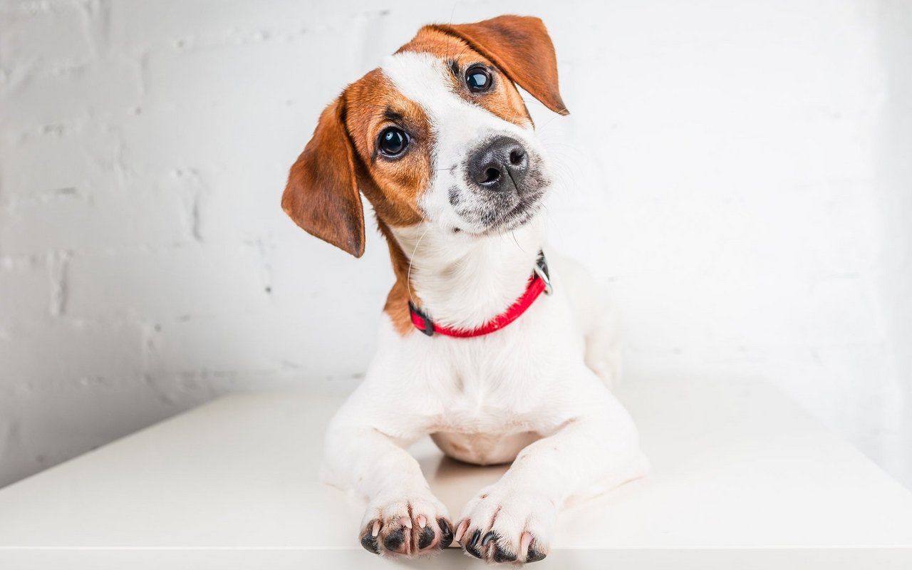 Ein Jack Russell mit Knopfohren. 