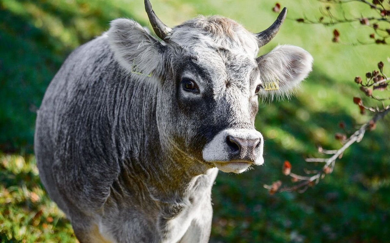 Das Rätische Grauvieh ist eine bedrohteNutztierrasse. 