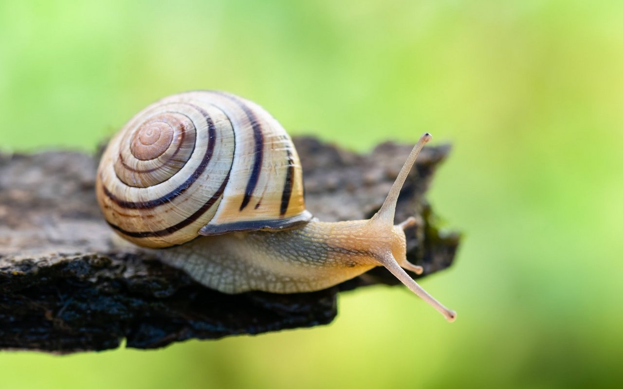 Die Hain-Schnirkelschnecke (Cepaea nemoralis) ist von Pro Natura zum Tier des Jahres 2025 gekürt worden. 