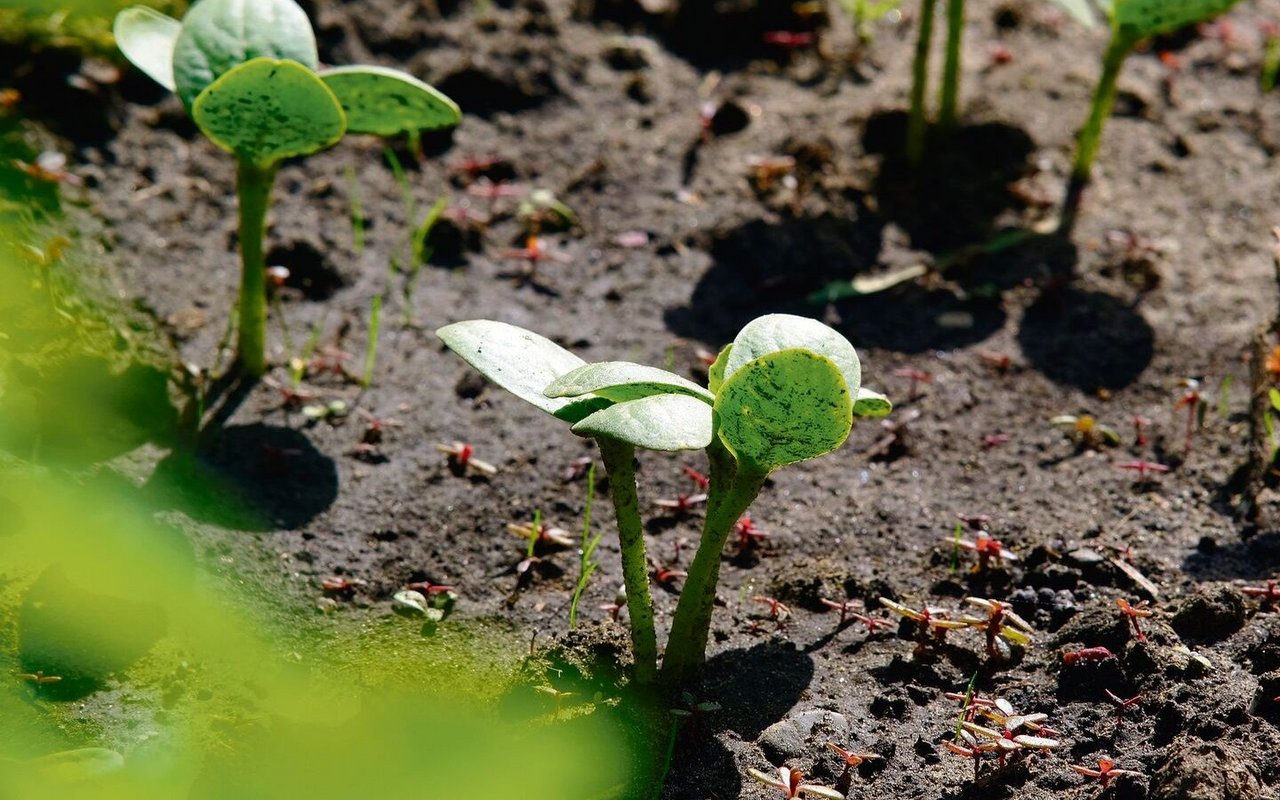 Um gesund und kräftig zu wachsen, brauchen Pflanzen das passende Substrat.