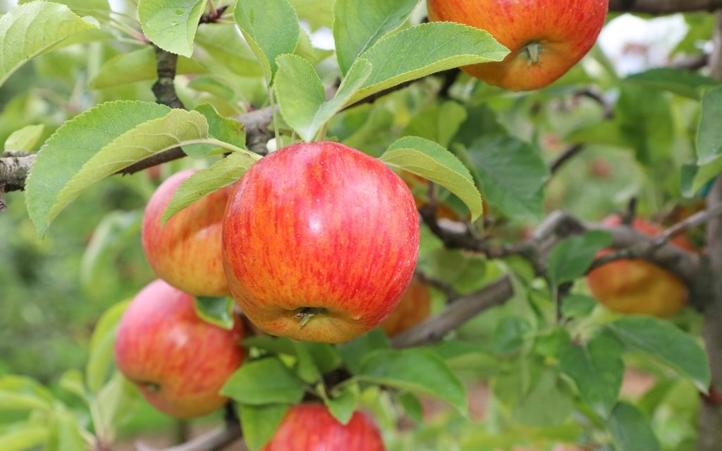 Reife Äpfel verführen dazu, sie zu pflücken.
