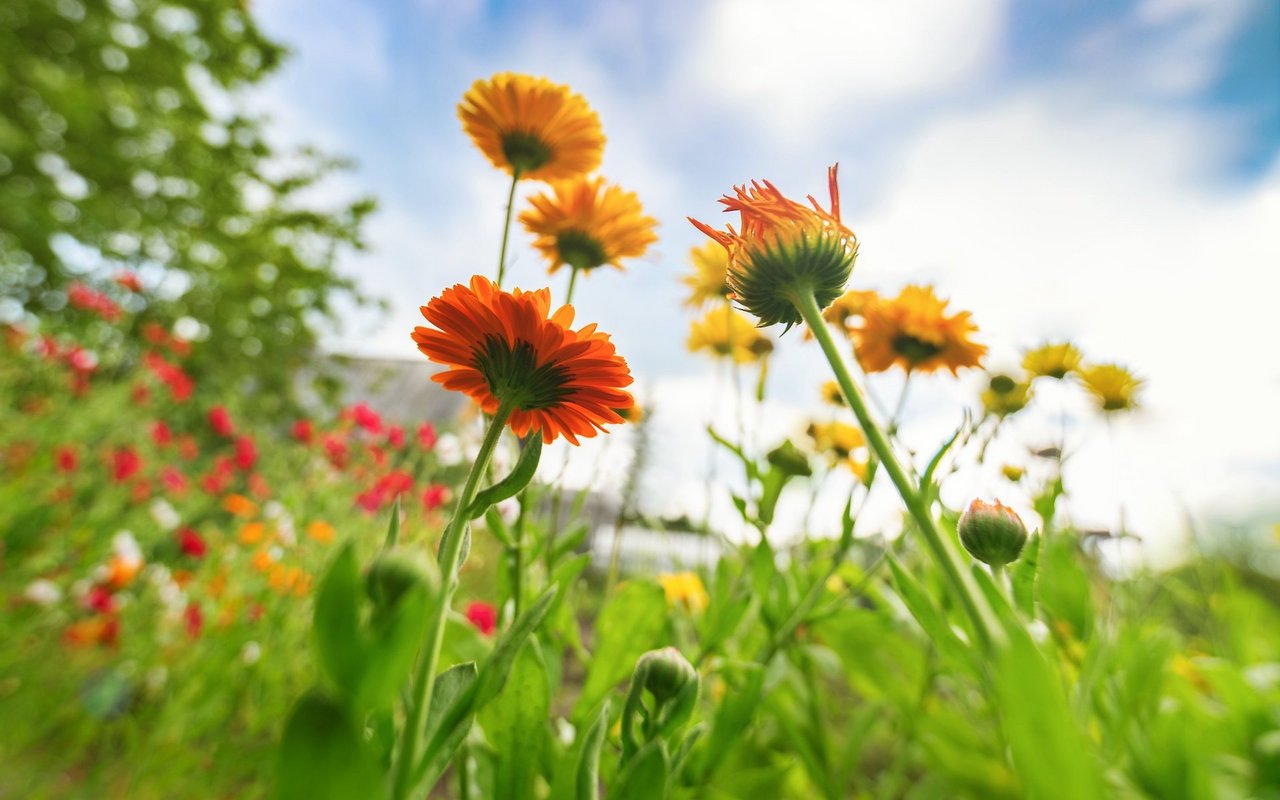 Blumenwiesen sind eine Perle der Biodiversität.