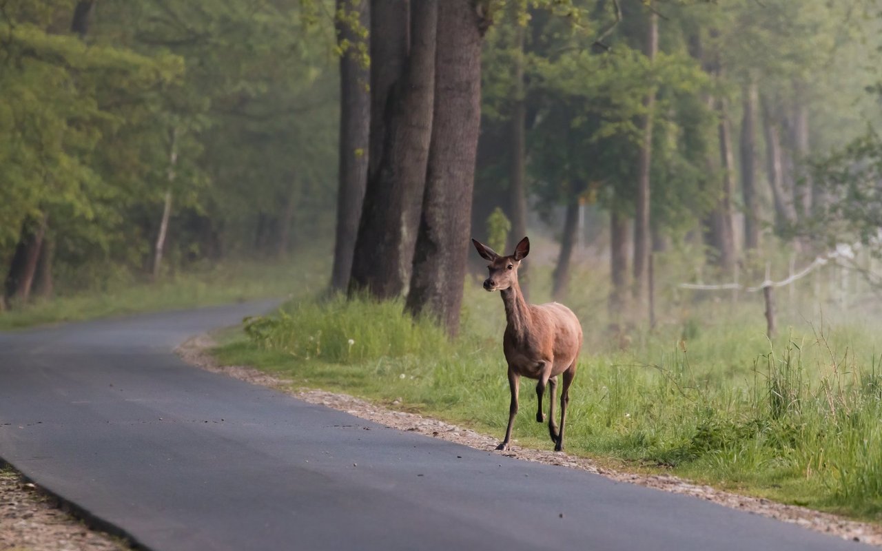 Die Jagdzeit im Herbst schreckt Wildtiere zusätzlich auf und kann sie aus dem Wald treiben. 