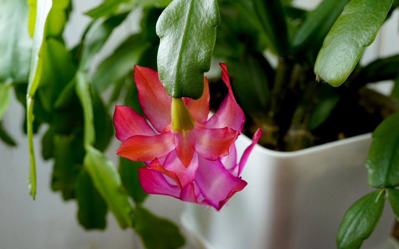 Weihnachtskaktus (Schlumbergera)