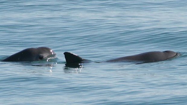 Vaquita6-Paula_Olson_NOAA_s.jpg