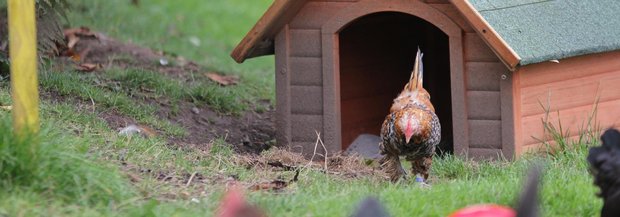 Huhn im Auslauf mit Hundehaus