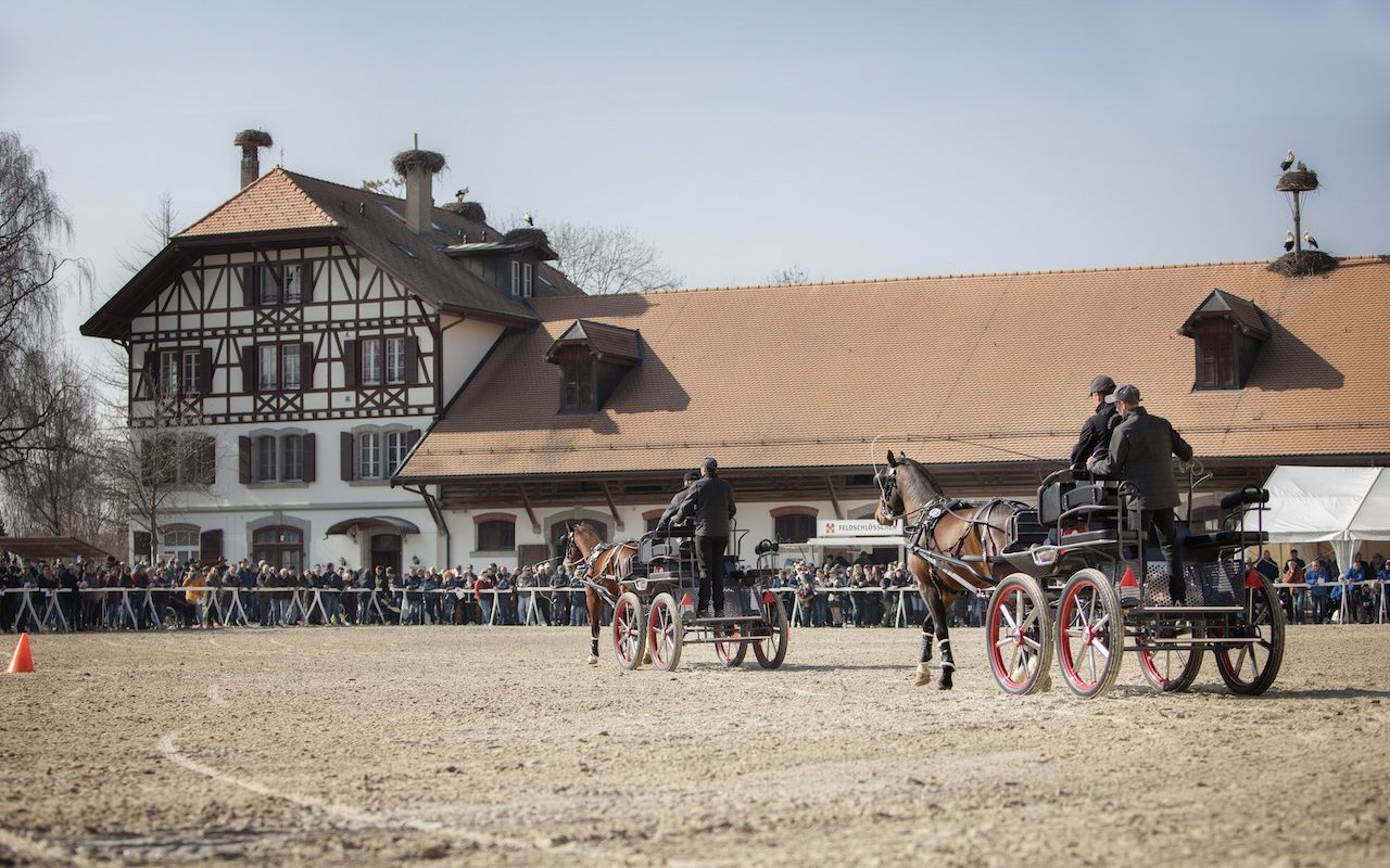 Die Hengste mussten einen Reittest und einen Fahrtest absolvieren.