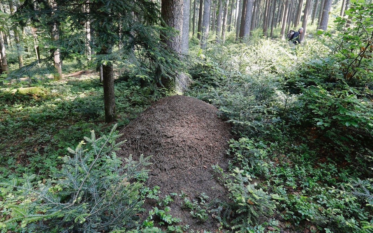 Ein Nest der Gebirgsameisen im Wald. 